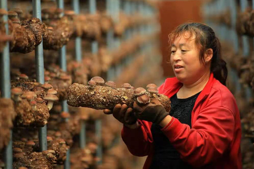 阜平县村民在采收香菇